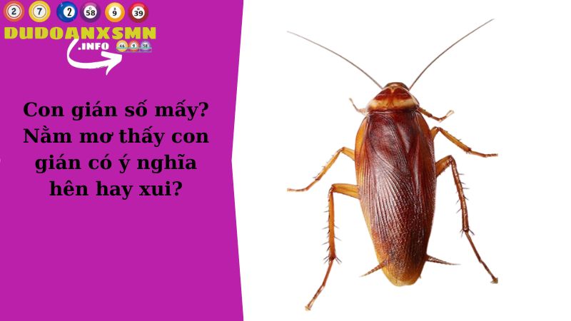 Con gián số mấy? Nằm mơ thấy con gián có ý nghĩa hên hay xui?